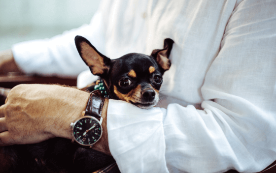 Overweight Pet? 7 Steps to a Healthier Waistline